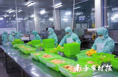 面包蝦、鳳尾蝦.年產(chǎn)量超2500噸!電白喊你來嘗對蝦預(yù)制菜